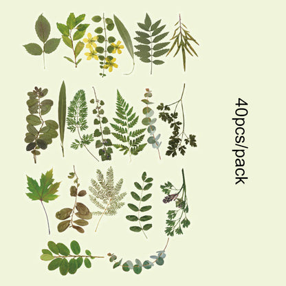 Romantic Flowers And Trees DIY Sticker Set Early Morning PET Stickers - 40pcs